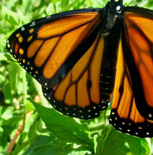 Common Milkweed