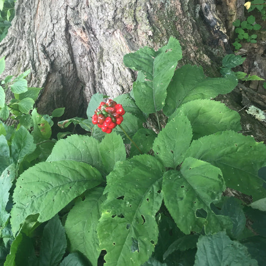 Ginseng, American (Panax quinquefolia) *stratified*