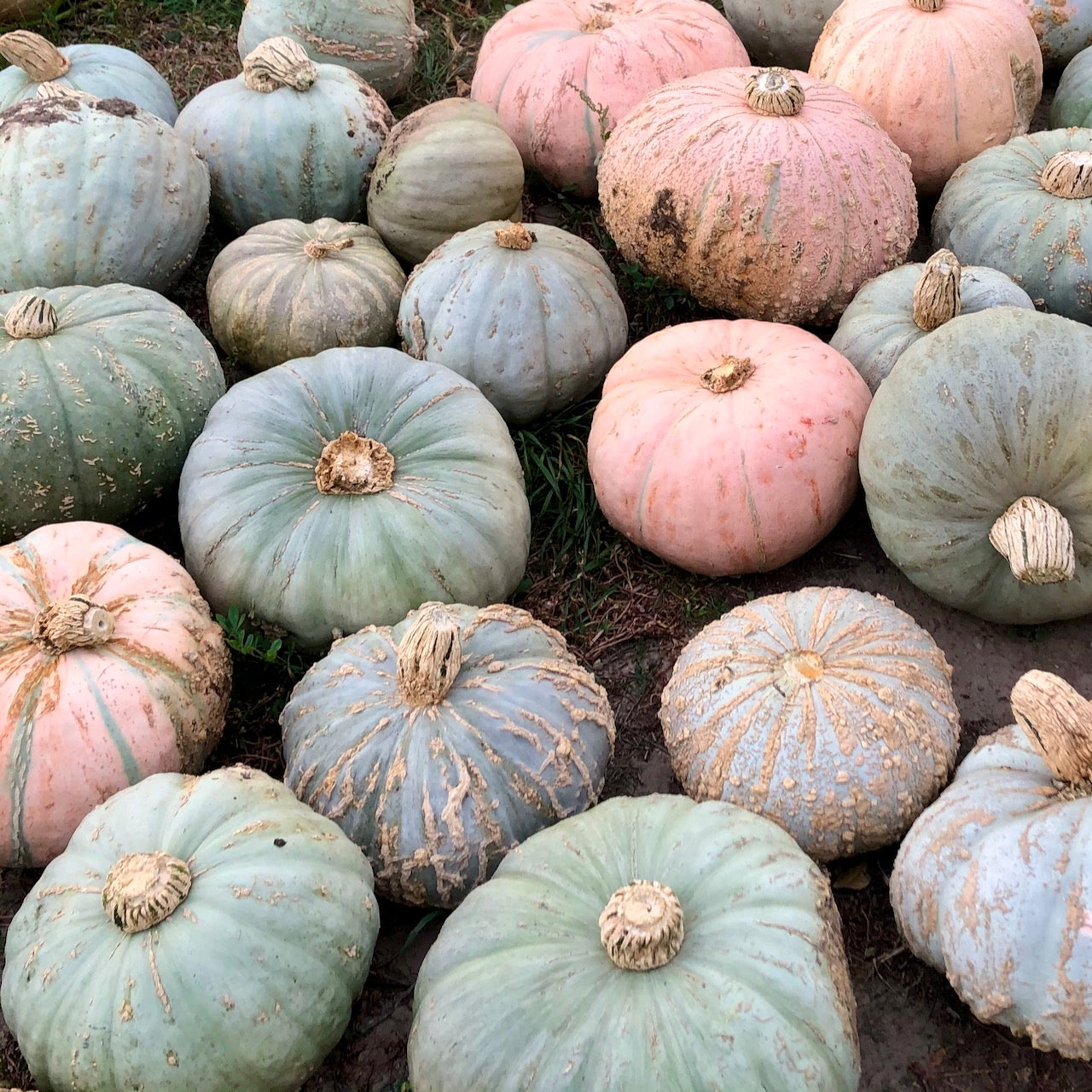 Homestead Seed CSA Share
