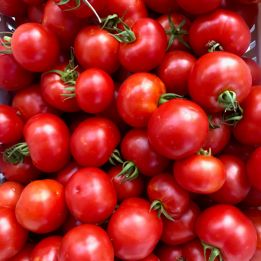 Mountain Girl Tomato