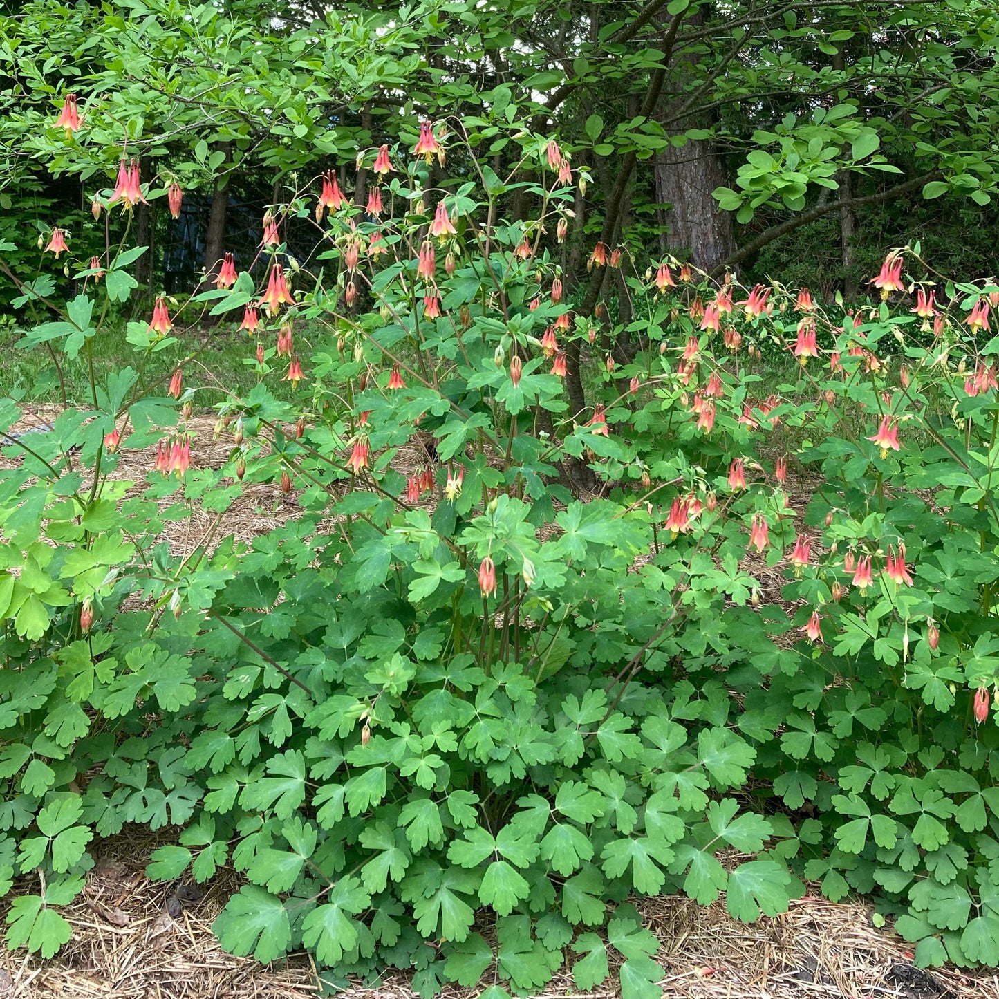 Columbine, Eastern Red (Aquilegia canadensis)