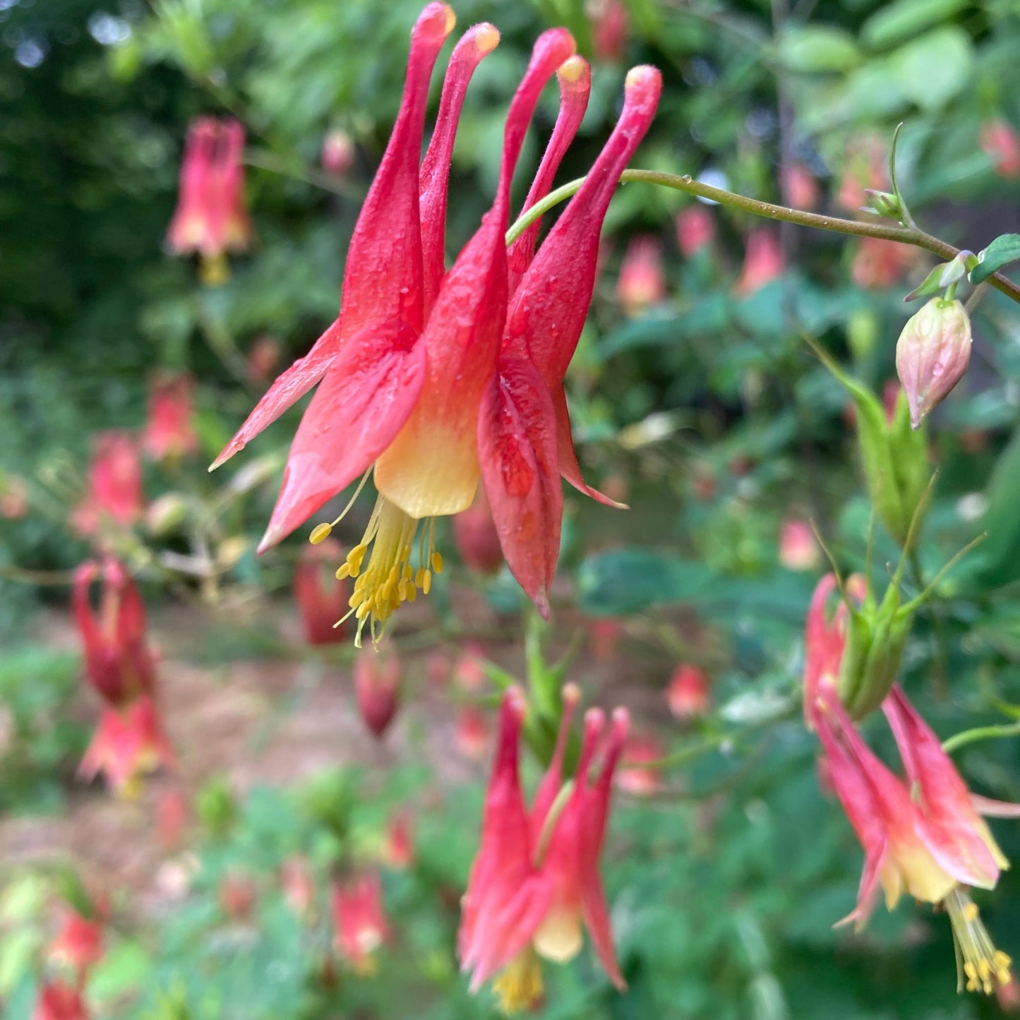 Columbine, Eastern Red (Aquilegia canadensis)