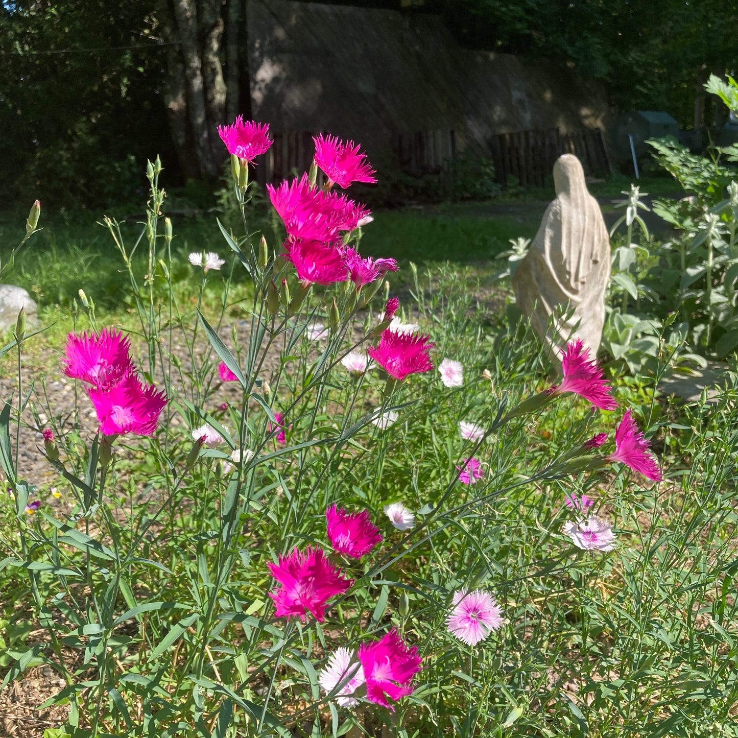 Dianthus, Mix (Dianthus caryophyllus)