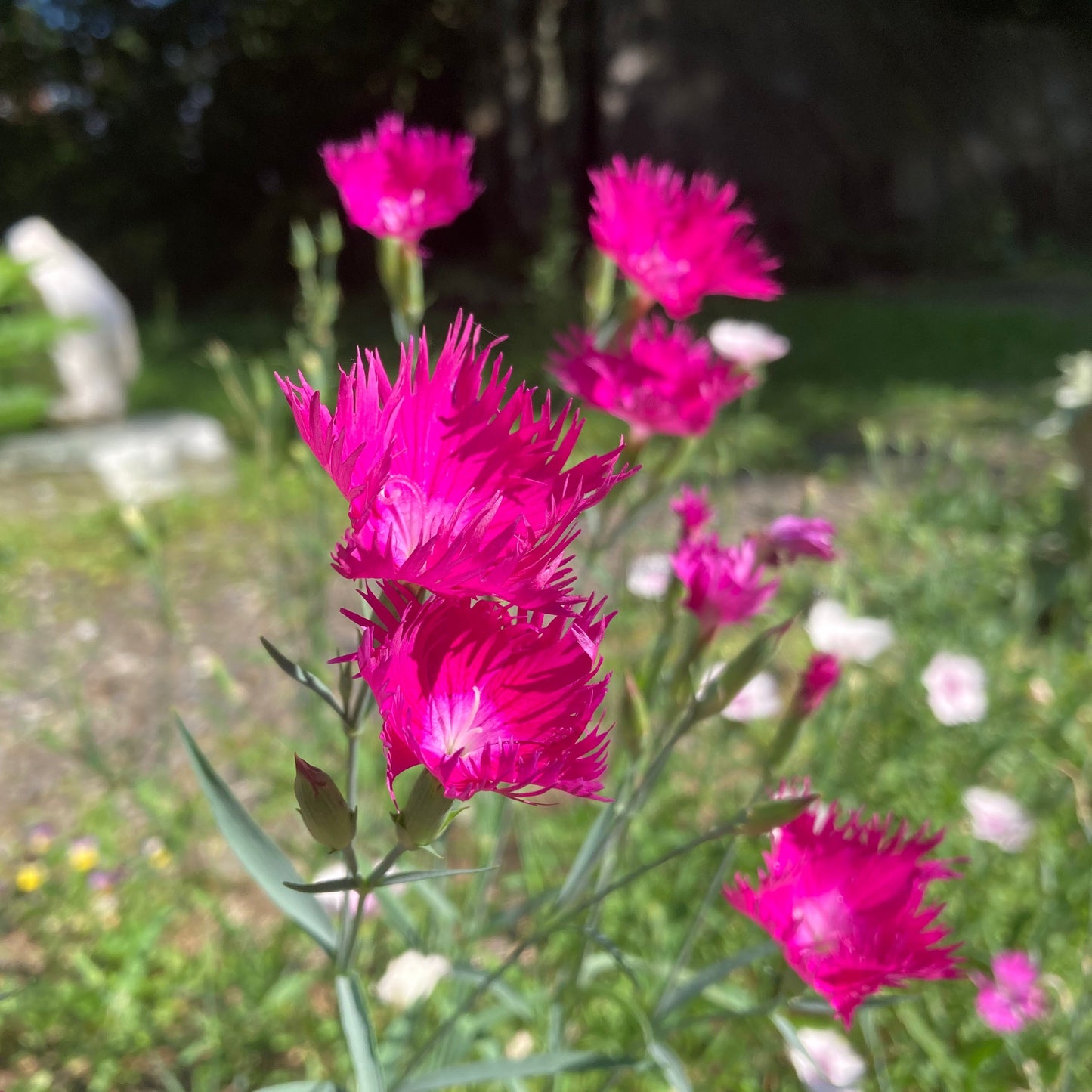 Dianthus, Mix (Dianthus caryophyllus)