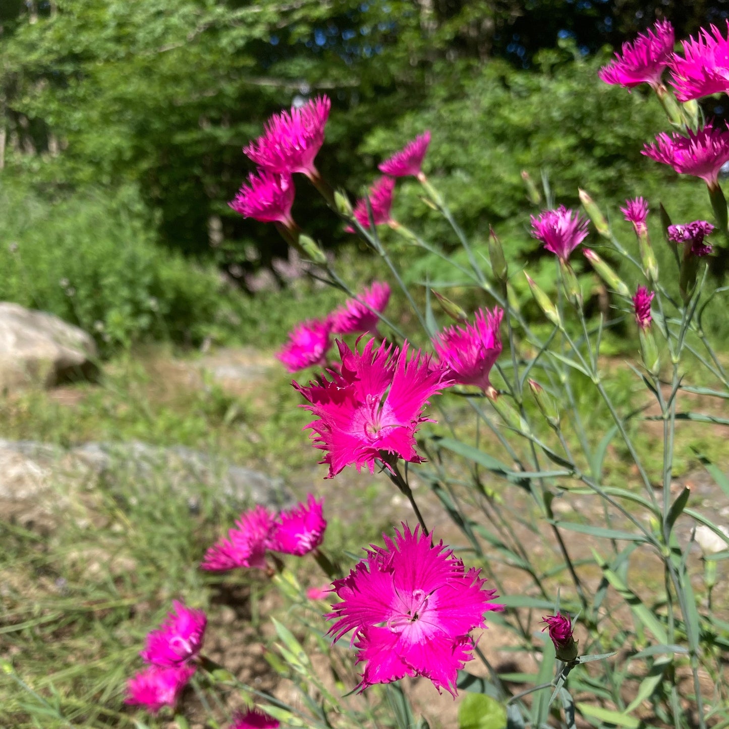 Dianthus, Mix (Dianthus caryophyllus)