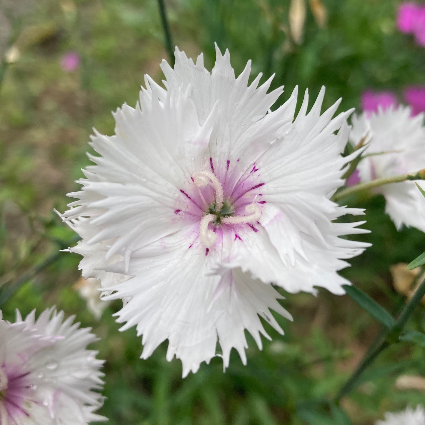 Dianthus, Mix (Dianthus caryophyllus)