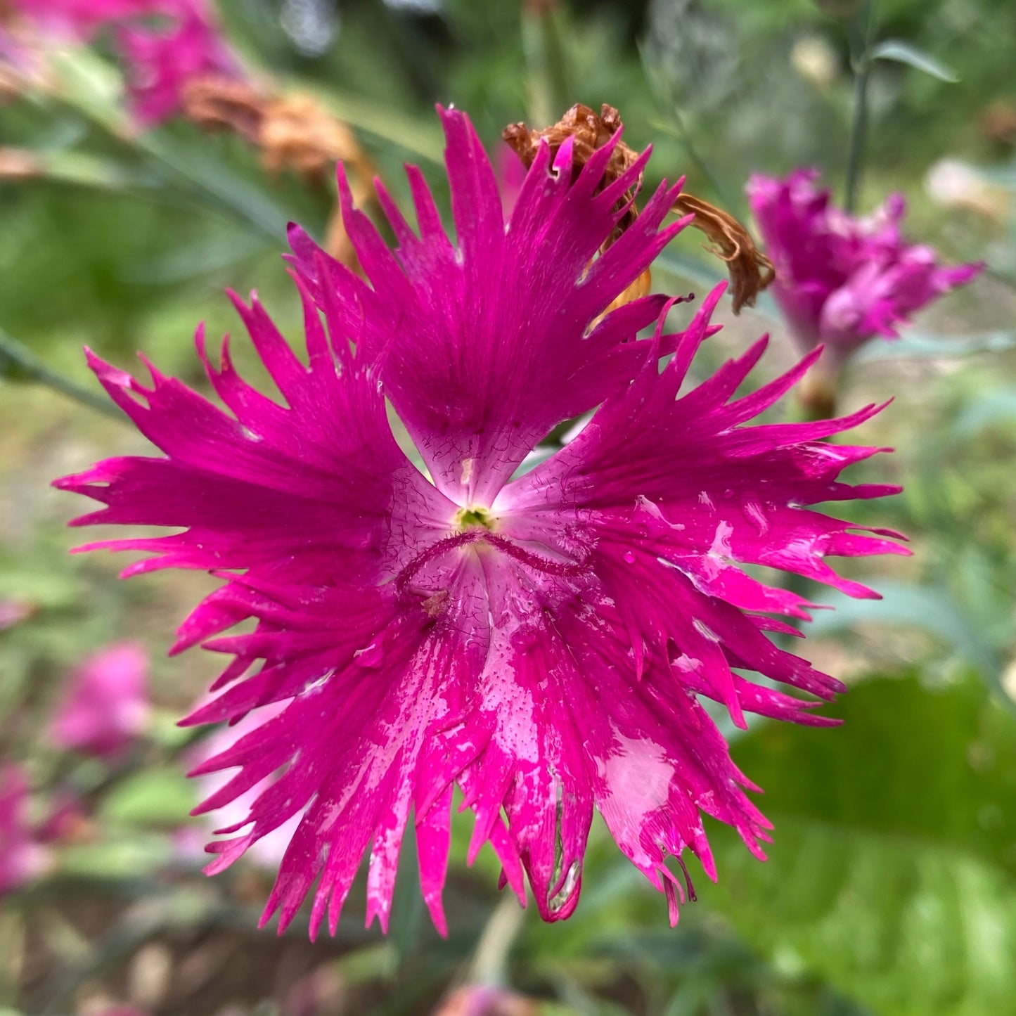 Dianthus, Mix (Dianthus caryophyllus)