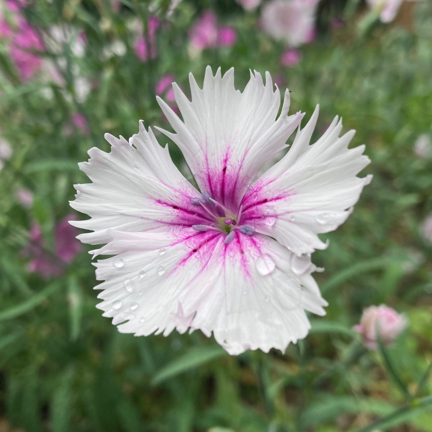 Dianthus, Mix (Dianthus caryophyllus)