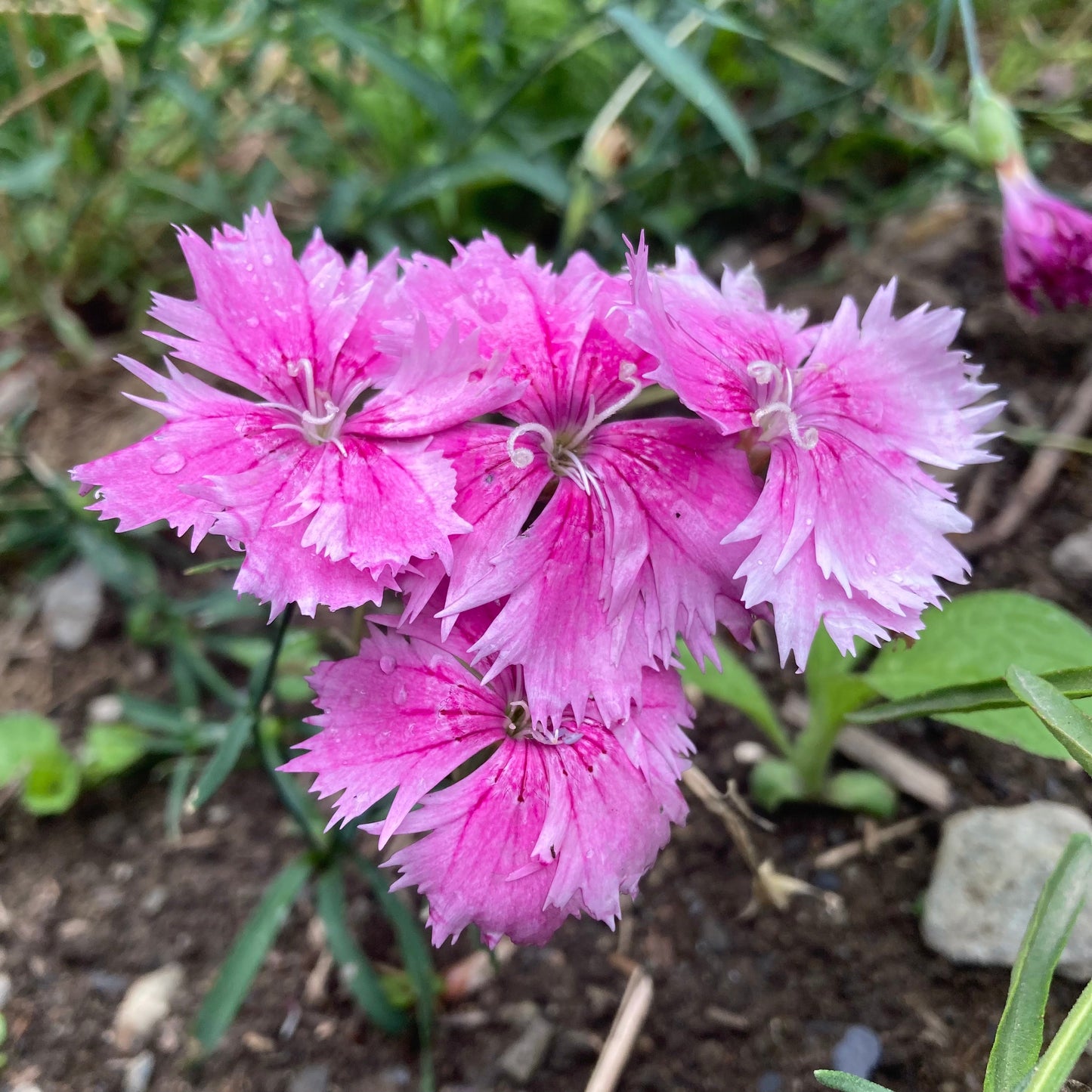 Dianthus, Mix (Dianthus caryophyllus)