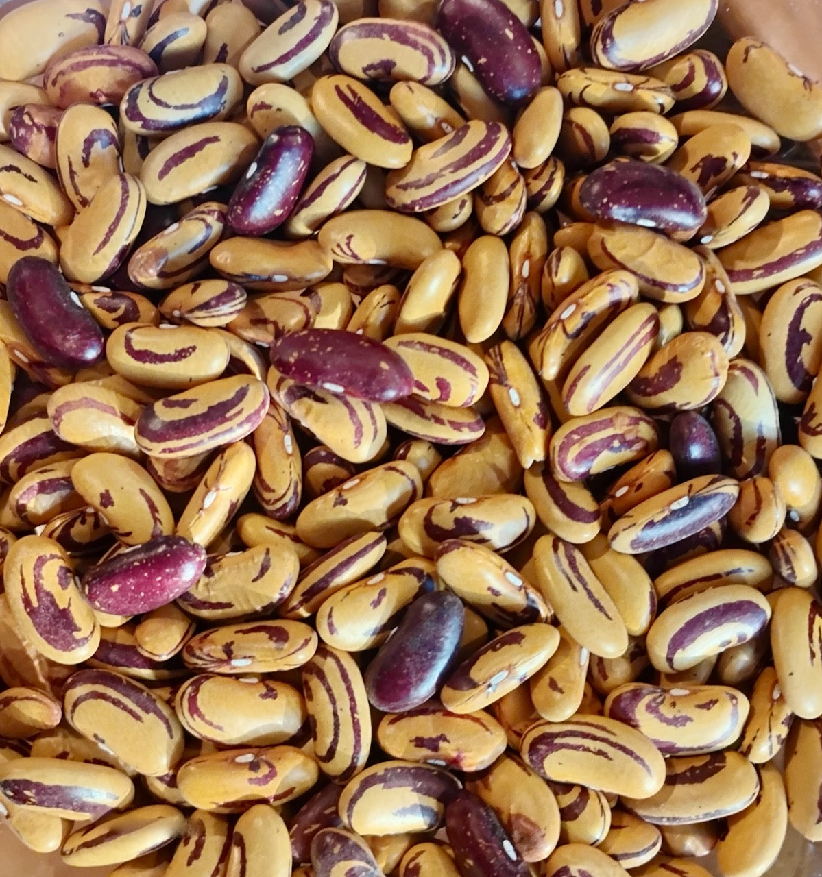 Tiger's Eye Bean