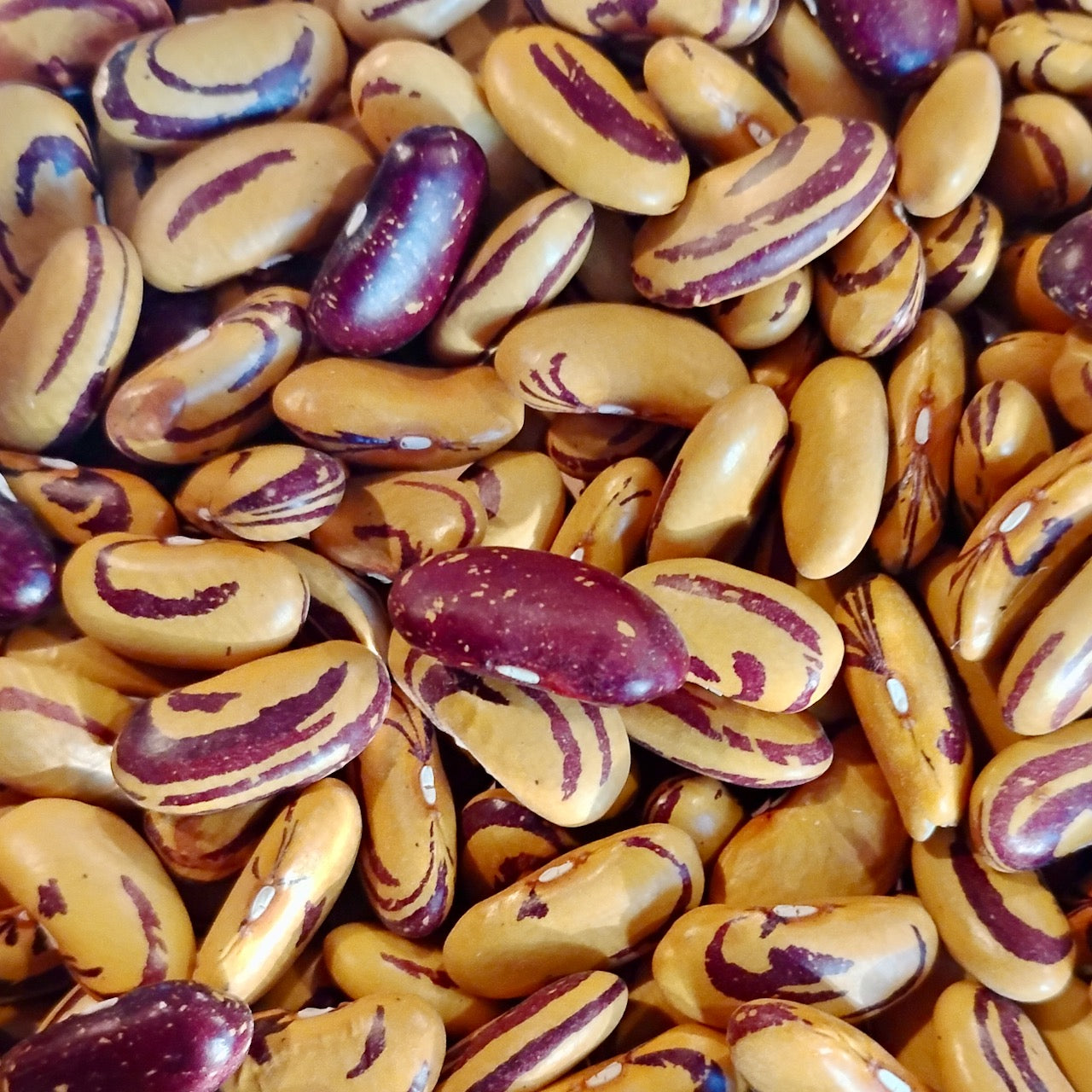 Tiger's Eye Bean