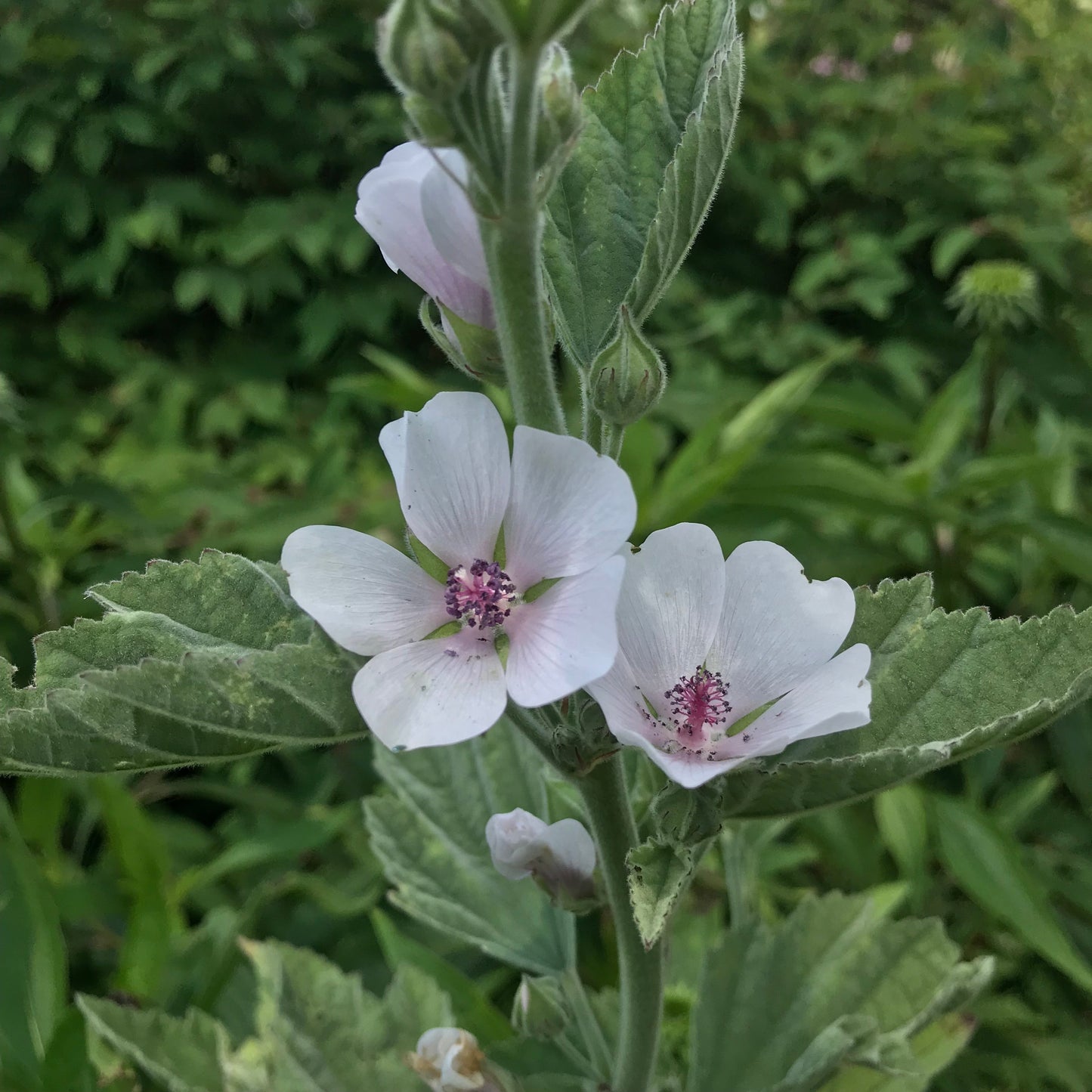 *Medicine Garden Collection* ("Be Well Stocked")