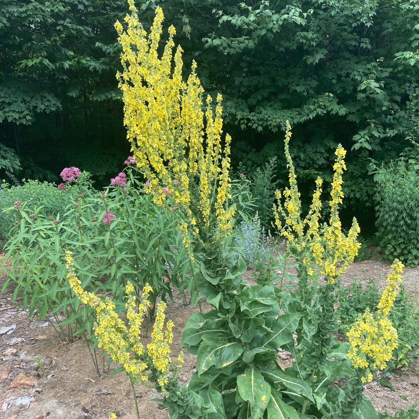 Mullein, Olympic (Verbascum olympicum)