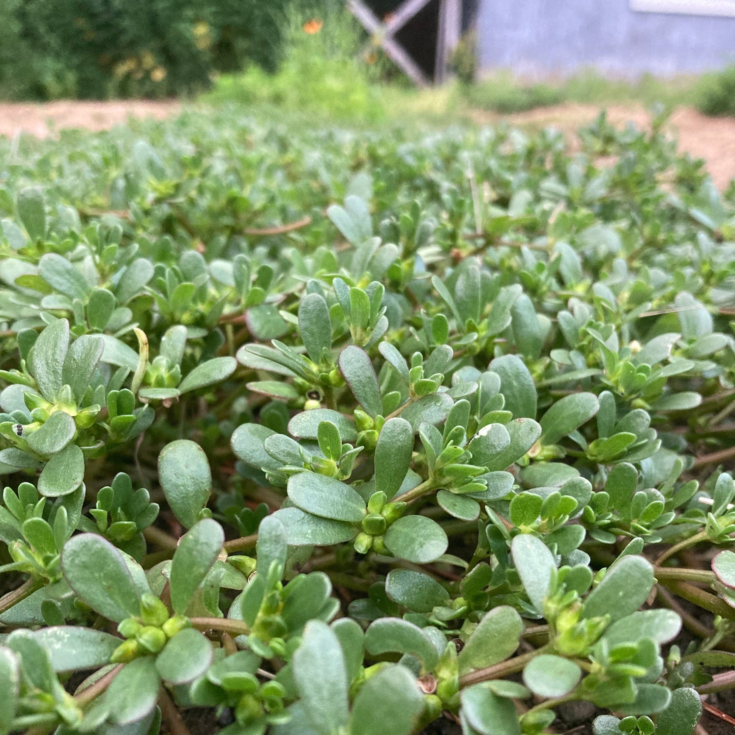 Purslane, Common (Portulaca oleracea)