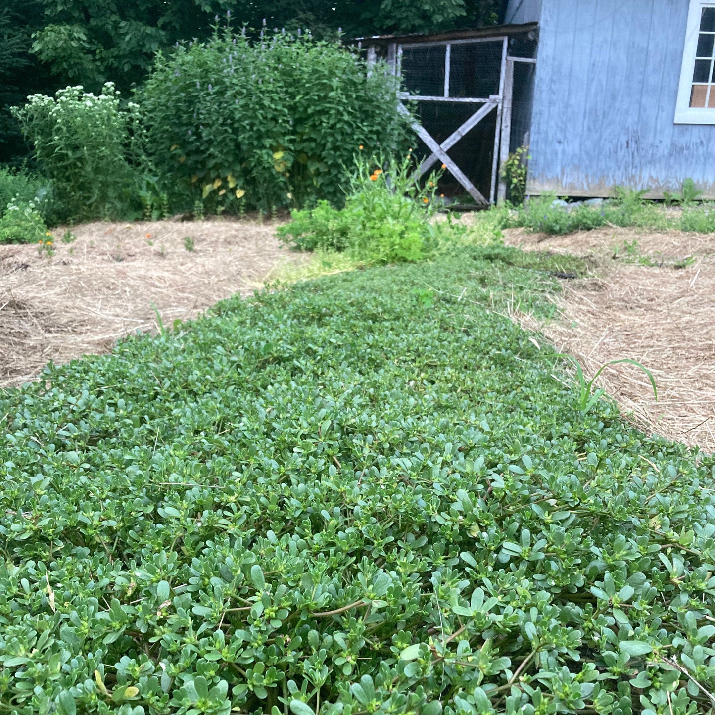 Purslane, Common (Portulaca oleracea)