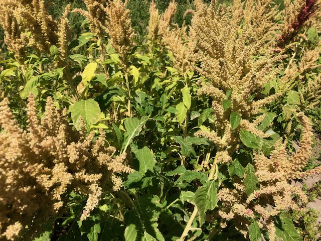 Huatl Amaranth
