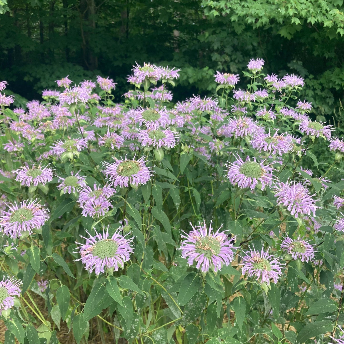 *Pollinator Garden Collection* ("Love Thy Pollineighbor")