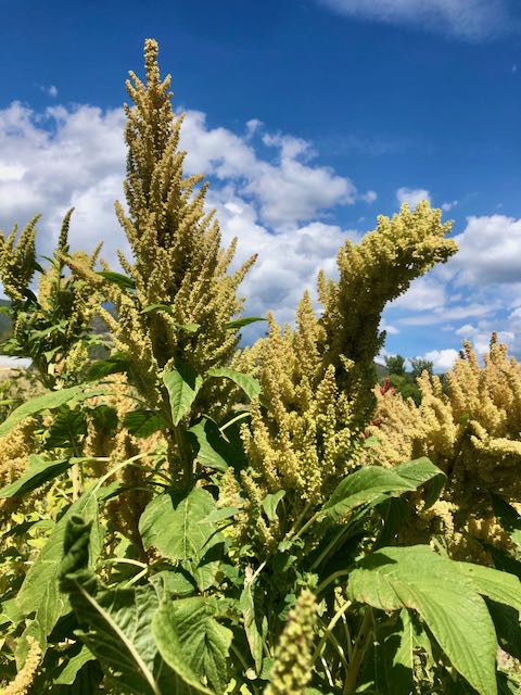 Huatl Amaranth