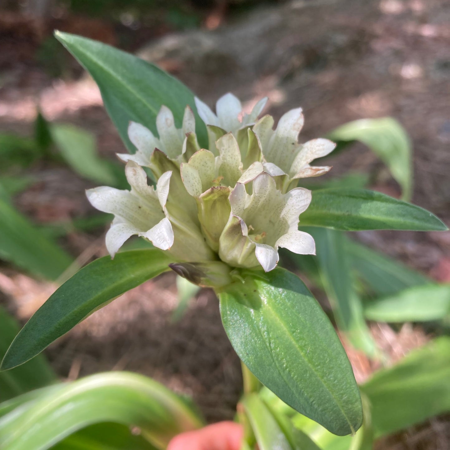 Gentian, Tibetan (Gentiana tibetica)