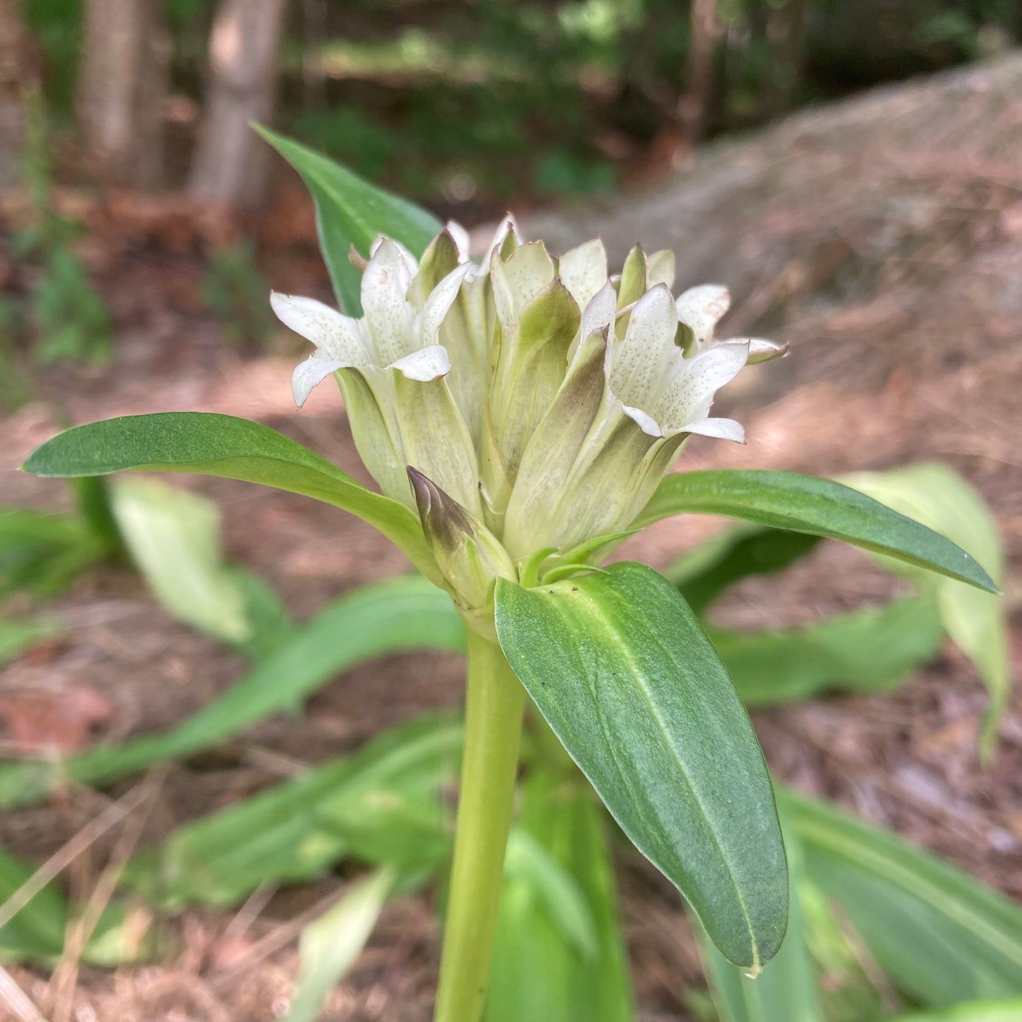 Gentian, Tibetan (Gentiana tibetica)