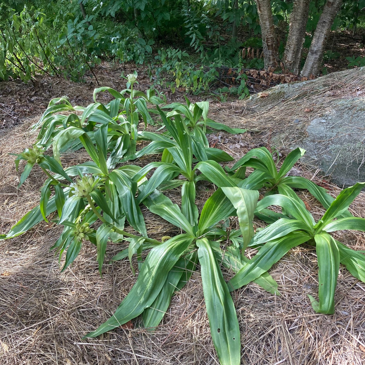 Gentian, Tibetan (Gentiana tibetica)