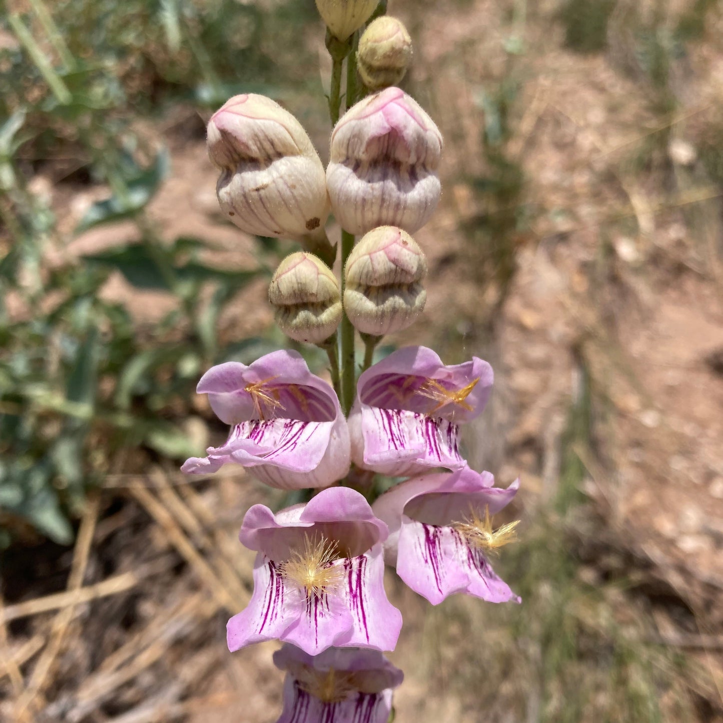 Penstemon, Palmer's Scented aka. aka Beardtongue (Penstemon palmeri)