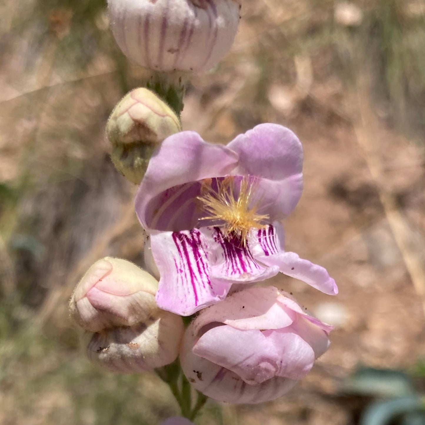 Penstemon, Palmer's Scented aka. aka Beardtongue (Penstemon palmeri)