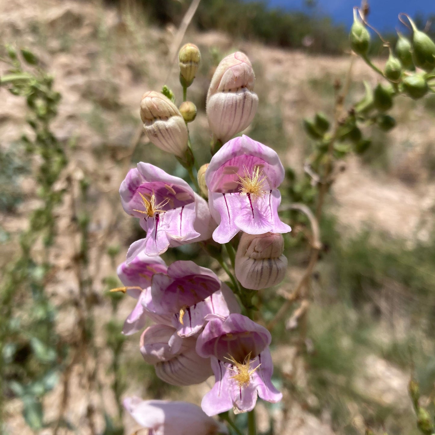 Penstemon, Palmer's Scented aka. aka Beardtongue (Penstemon palmeri)