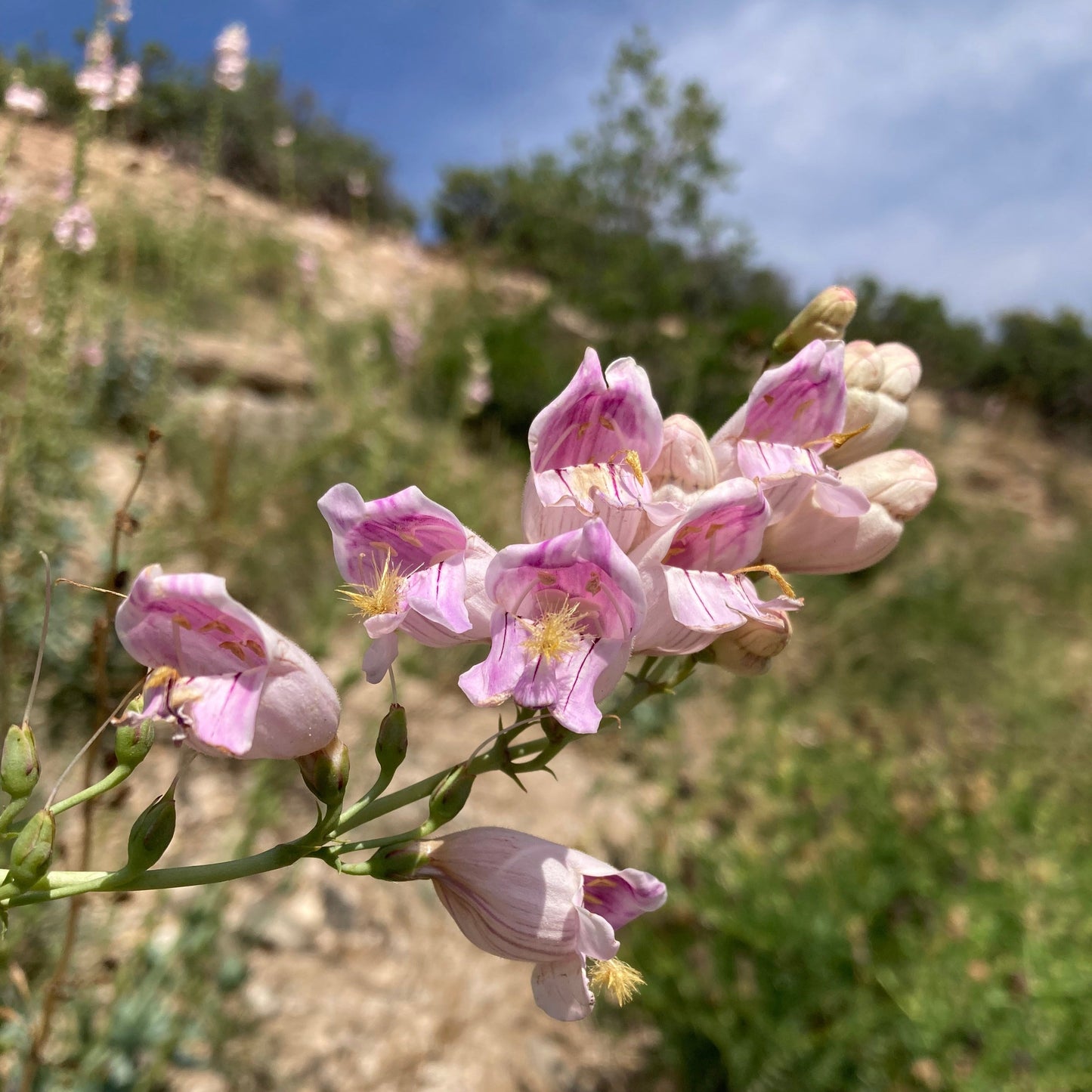 Penstemon, Palmer's Scented aka. aka Beardtongue (Penstemon palmeri)