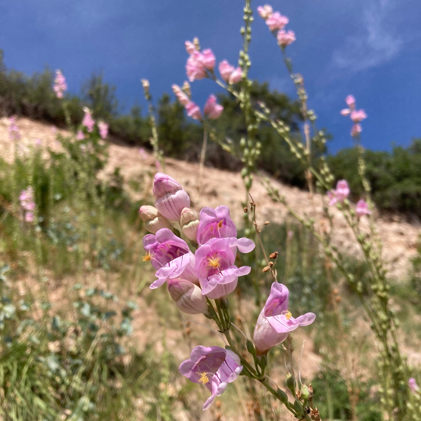 Penstemon, Palmer's Scented aka. aka Beardtongue (Penstemon palmeri)