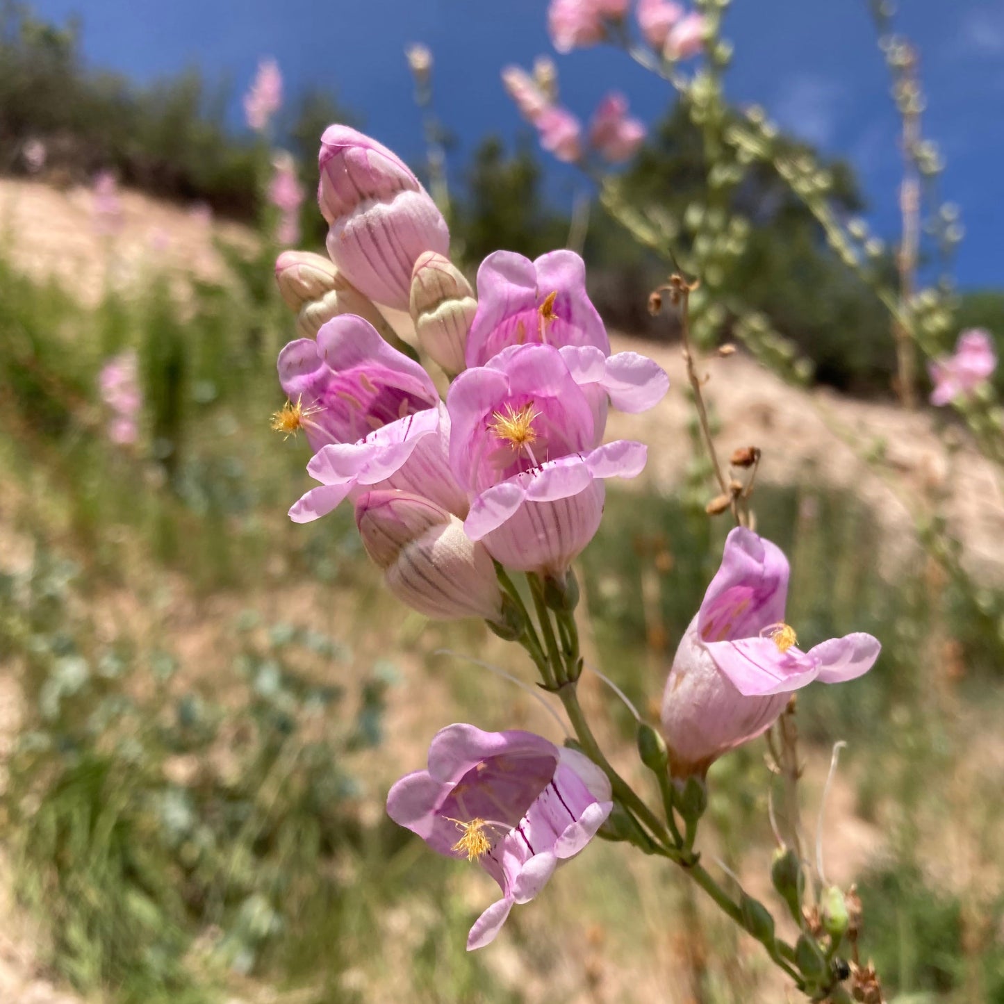 Penstemon, Palmer's Scented aka. aka Beardtongue (Penstemon palmeri)