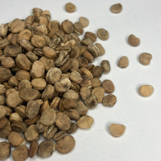 Ginseng, American (Panax quinquefolia) *stratified*
