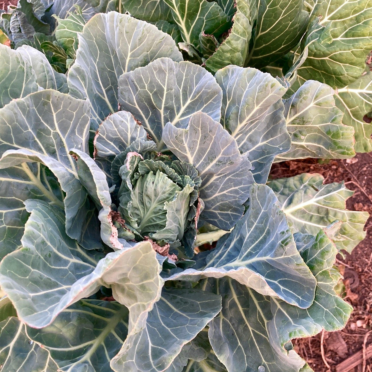 Champion Collards