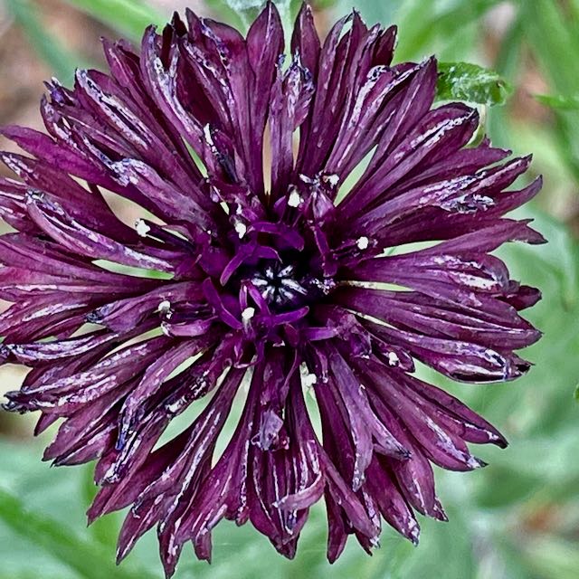 Purple Bachelor's Button