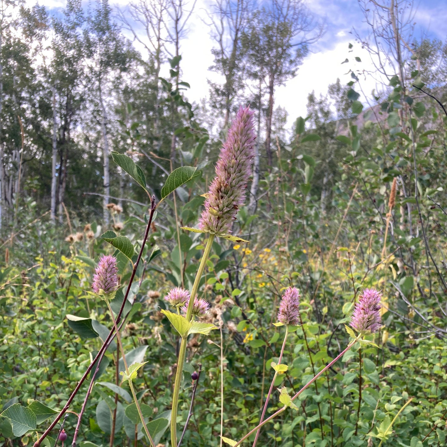 Hyssop, Nettleleaf Giant (Agastache urticifolia)