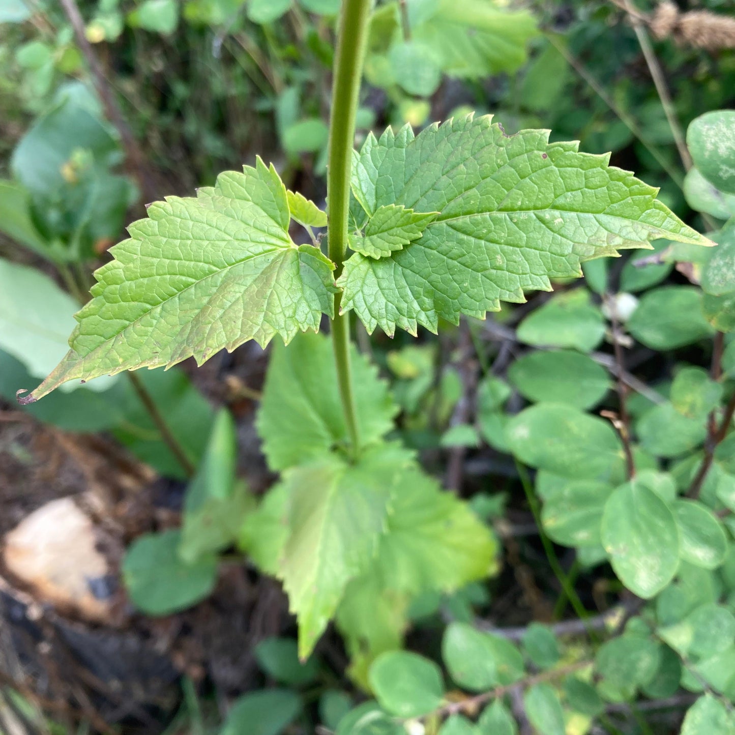 Hyssop, Nettleleaf Giant (Agastache urticifolia)