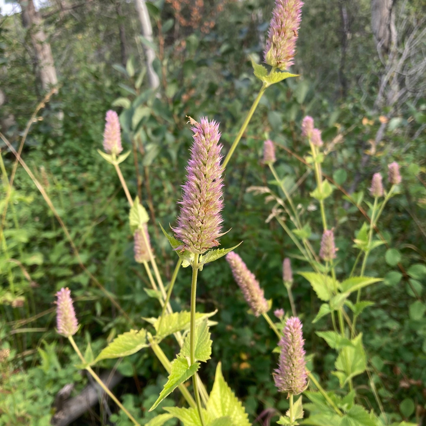 Hyssop, Nettleleaf Giant (Agastache urticifolia)