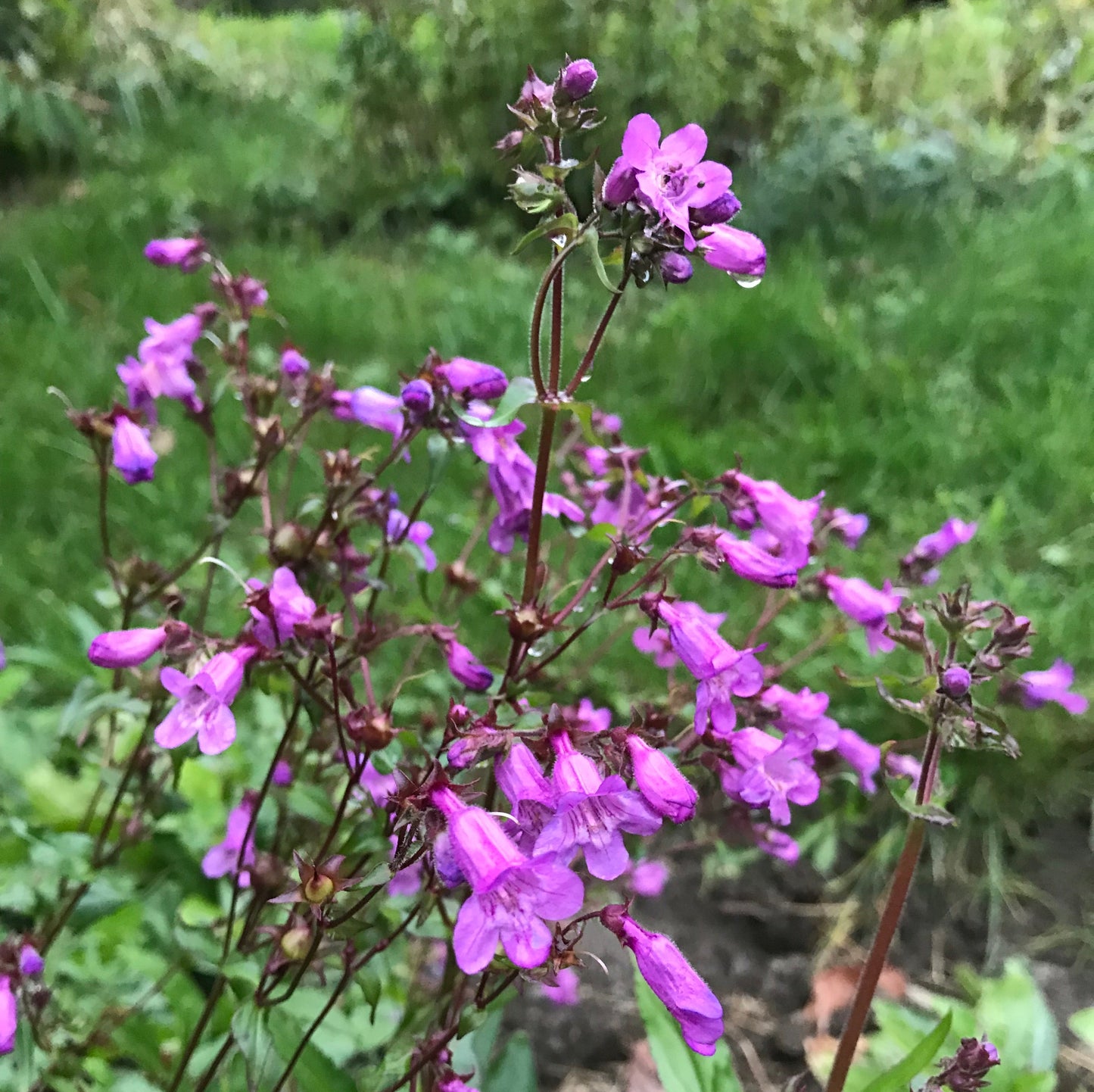 *Pollinator Garden Collection* ("Love Thy Pollineighbor")
