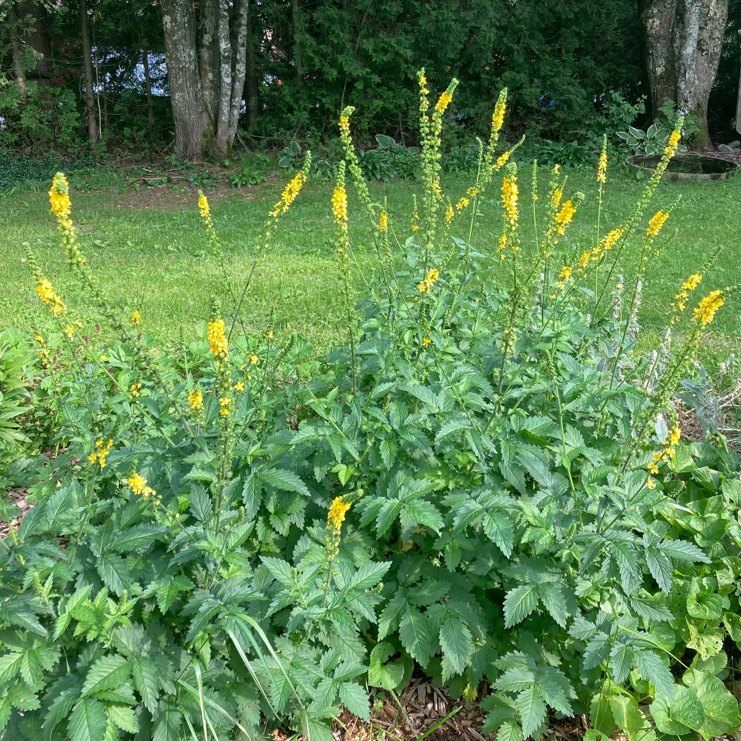 Agrimony (Agrimonia eupatoria)