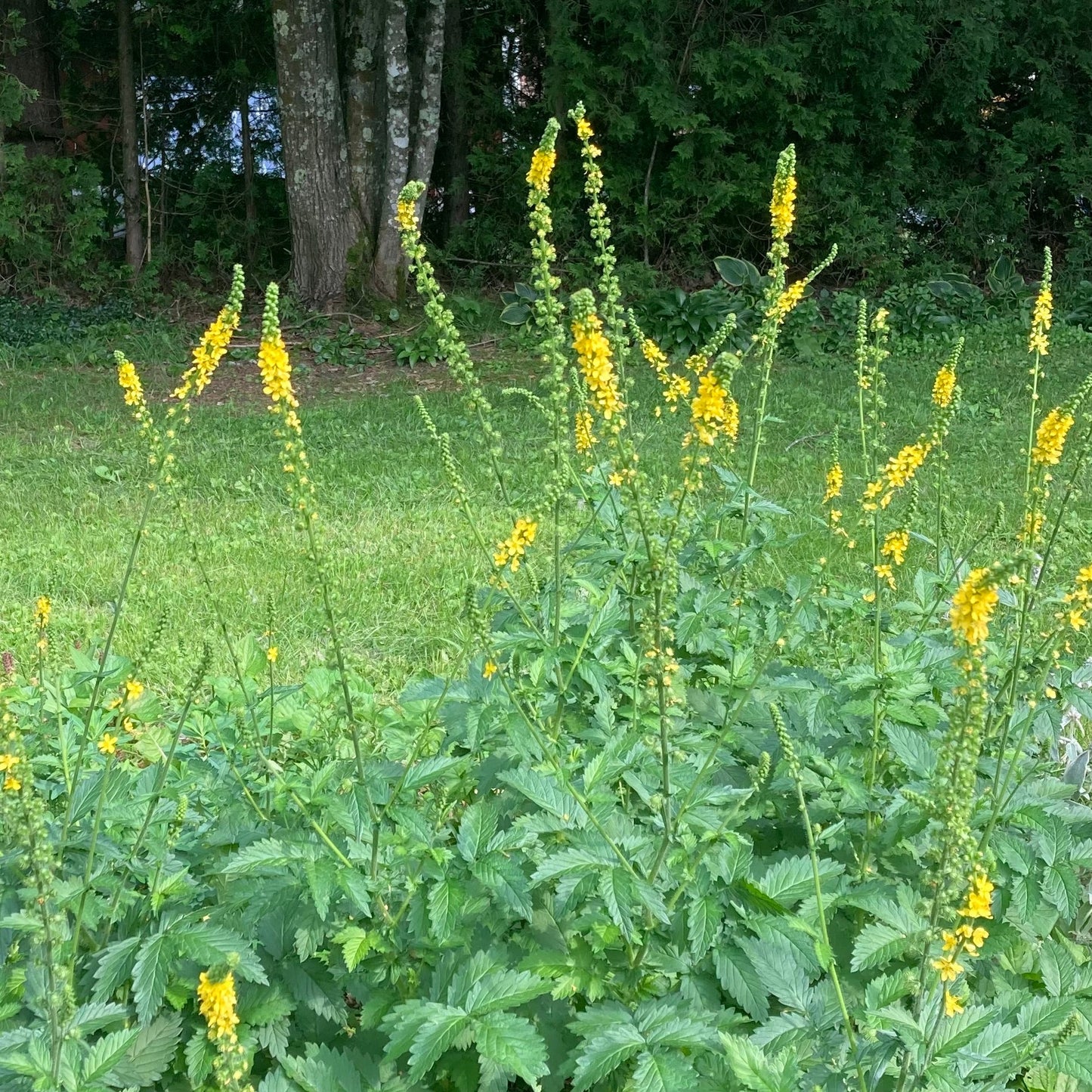 Agrimony (Agrimonia eupatoria)