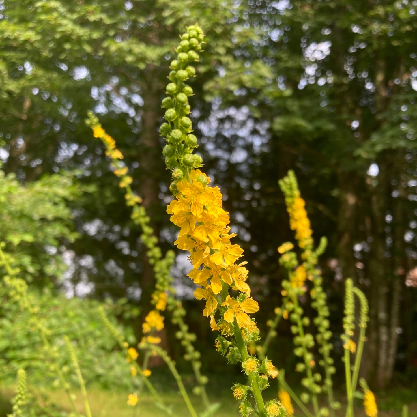 Agrimony (Agrimonia eupatoria)