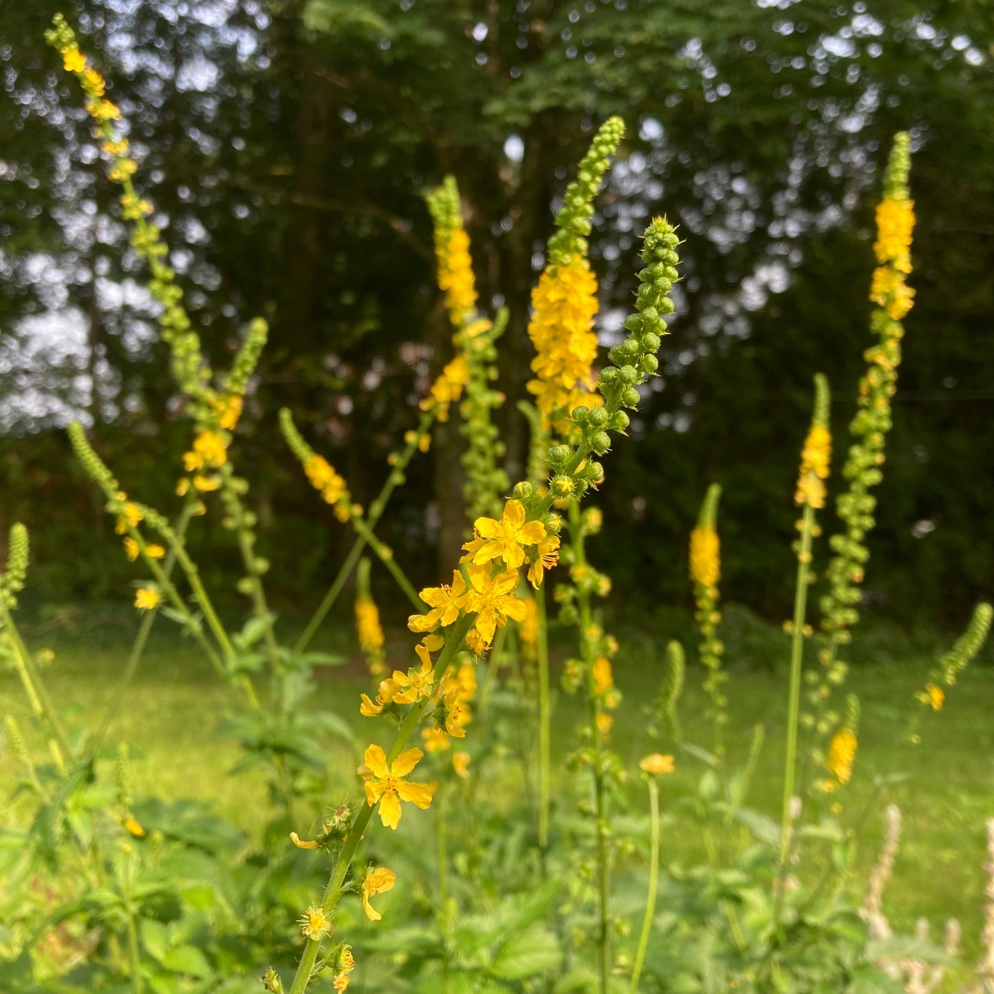 Agrimony (Agrimonia eupatoria)