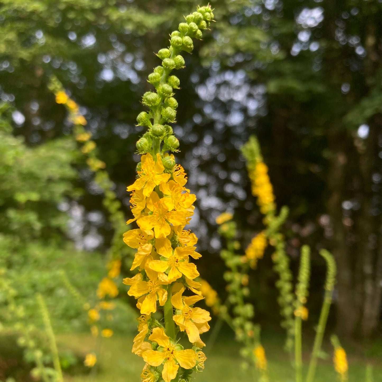 Agrimony (Agrimonia eupatoria)