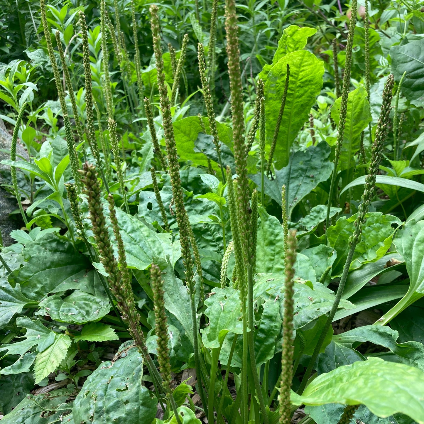 Plantain, Broadleaf (Plantago major)