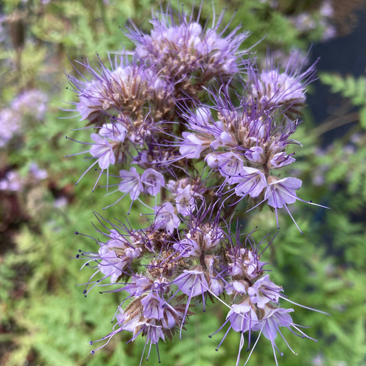 Bee's Friend Phacelia (Phacelia tanacetifolia)