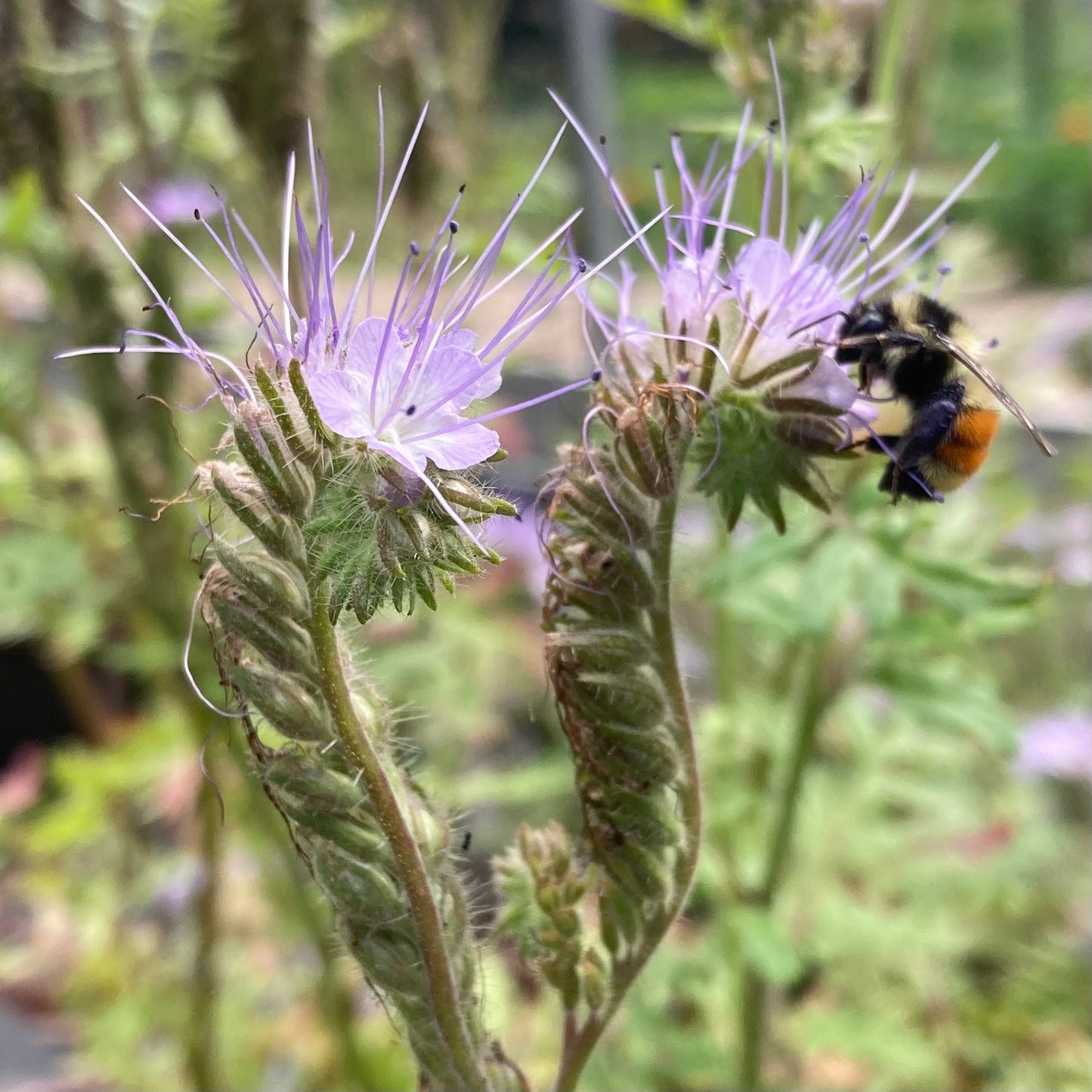 Bee's Friend Phacelia (Phacelia tanacetifolia)