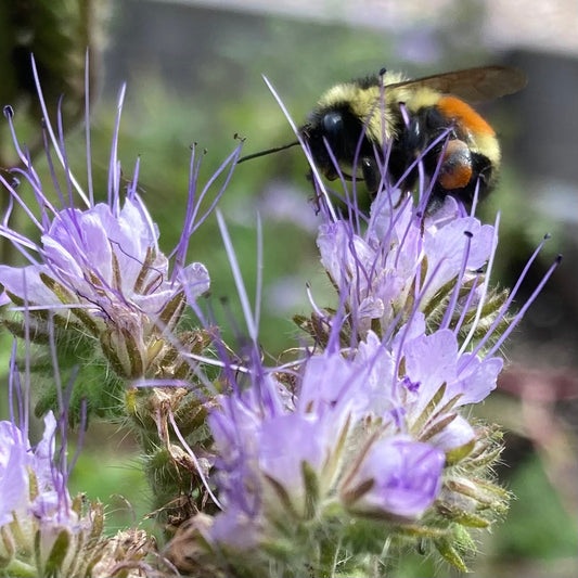 Bee's Friend Phacelia (Phacelia tanacetifolia)