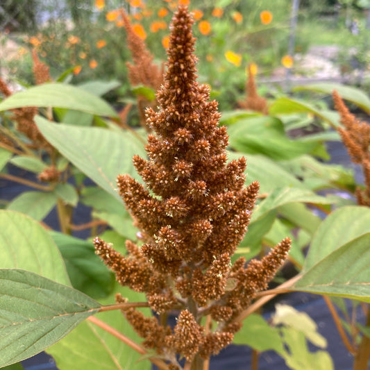 Amaranth, Copperhead (Amaranthus cruentus)