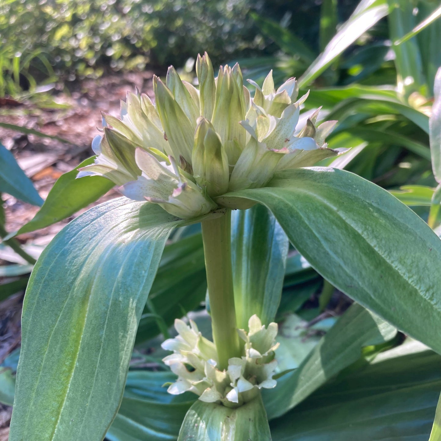 Gentian, Tibetan (Gentiana tibetica)