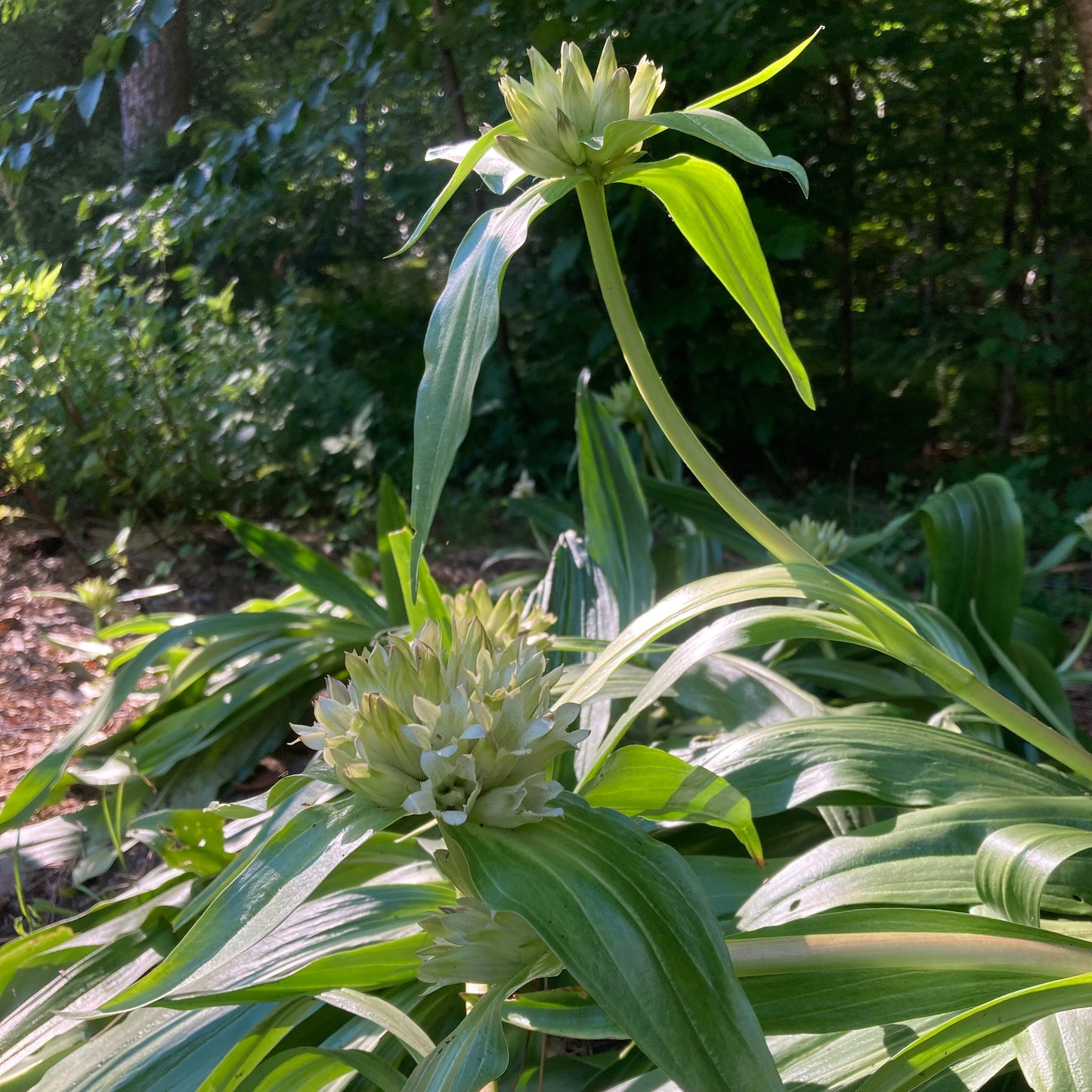 Gentian, Tibetan (Gentiana tibetica)